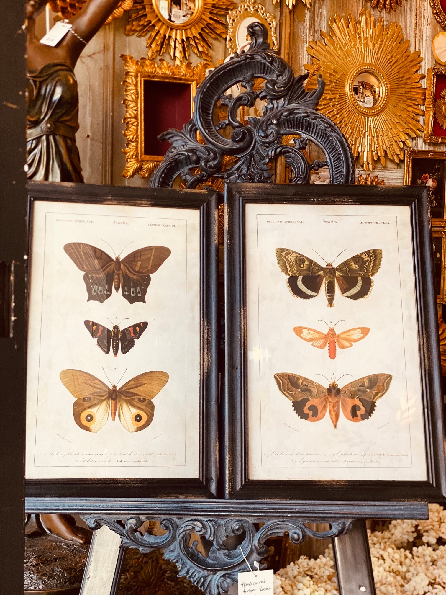 Framed Insect Specimen Prints