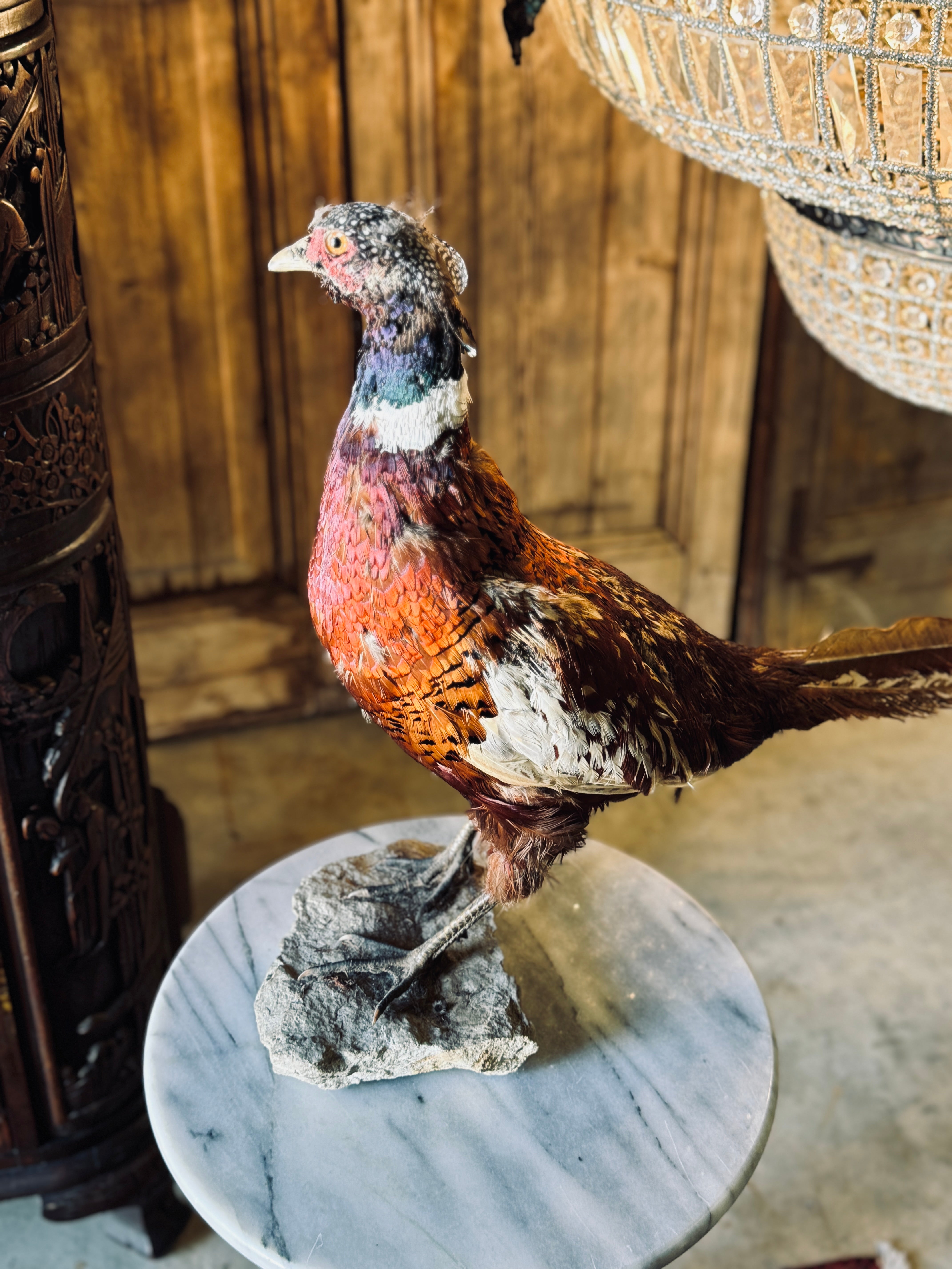 Vintage Taxidermy Pheasant on Base