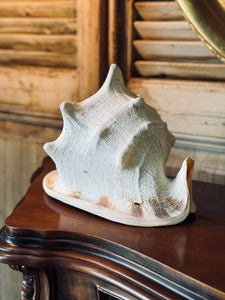 Large Queen Conch Shell