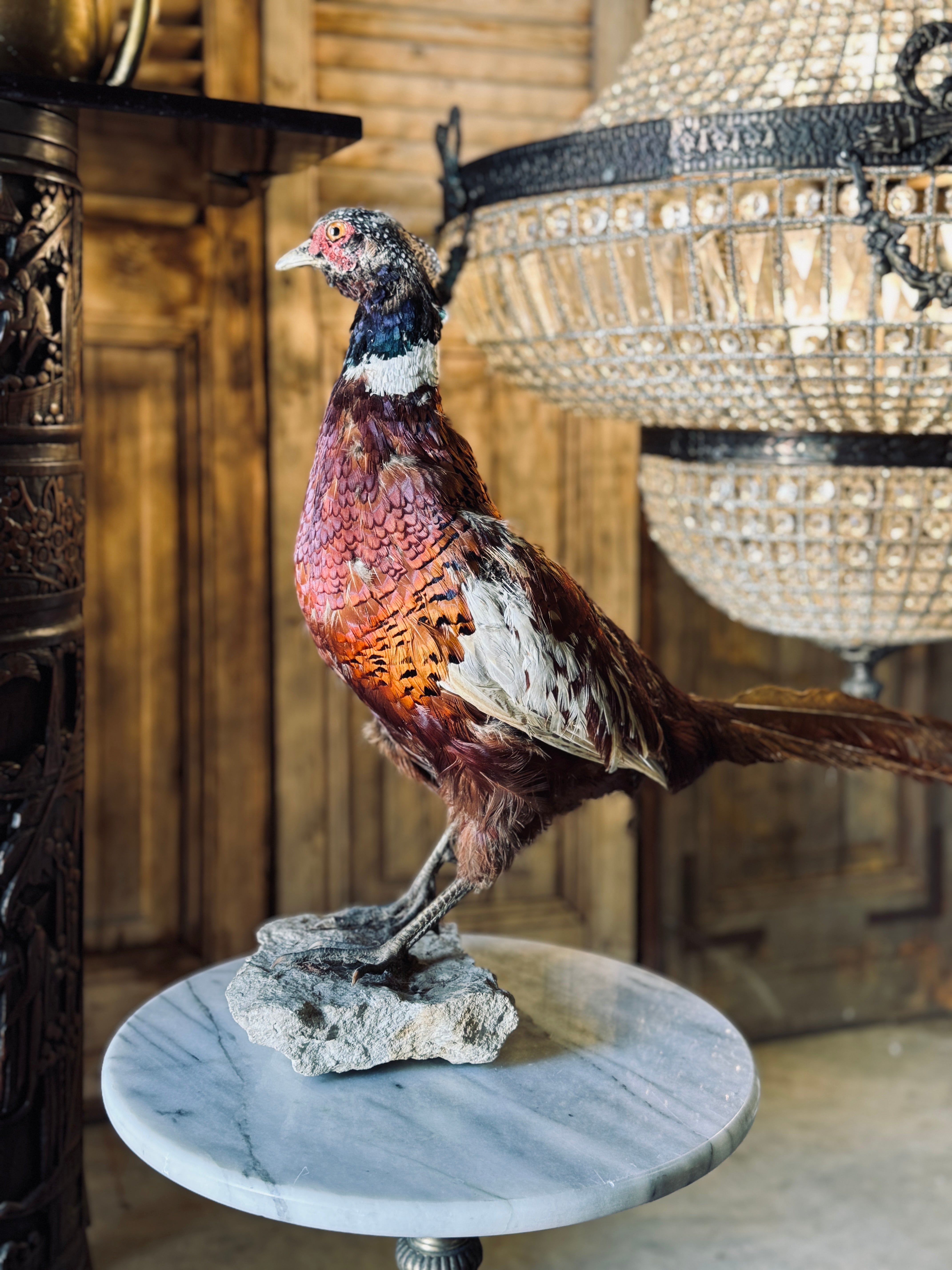 Vintage Taxidermy Pheasant on Base