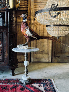 Vintage Taxidermy Pheasant on Base