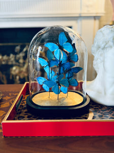 Faux Ulysses butterfly Cloche