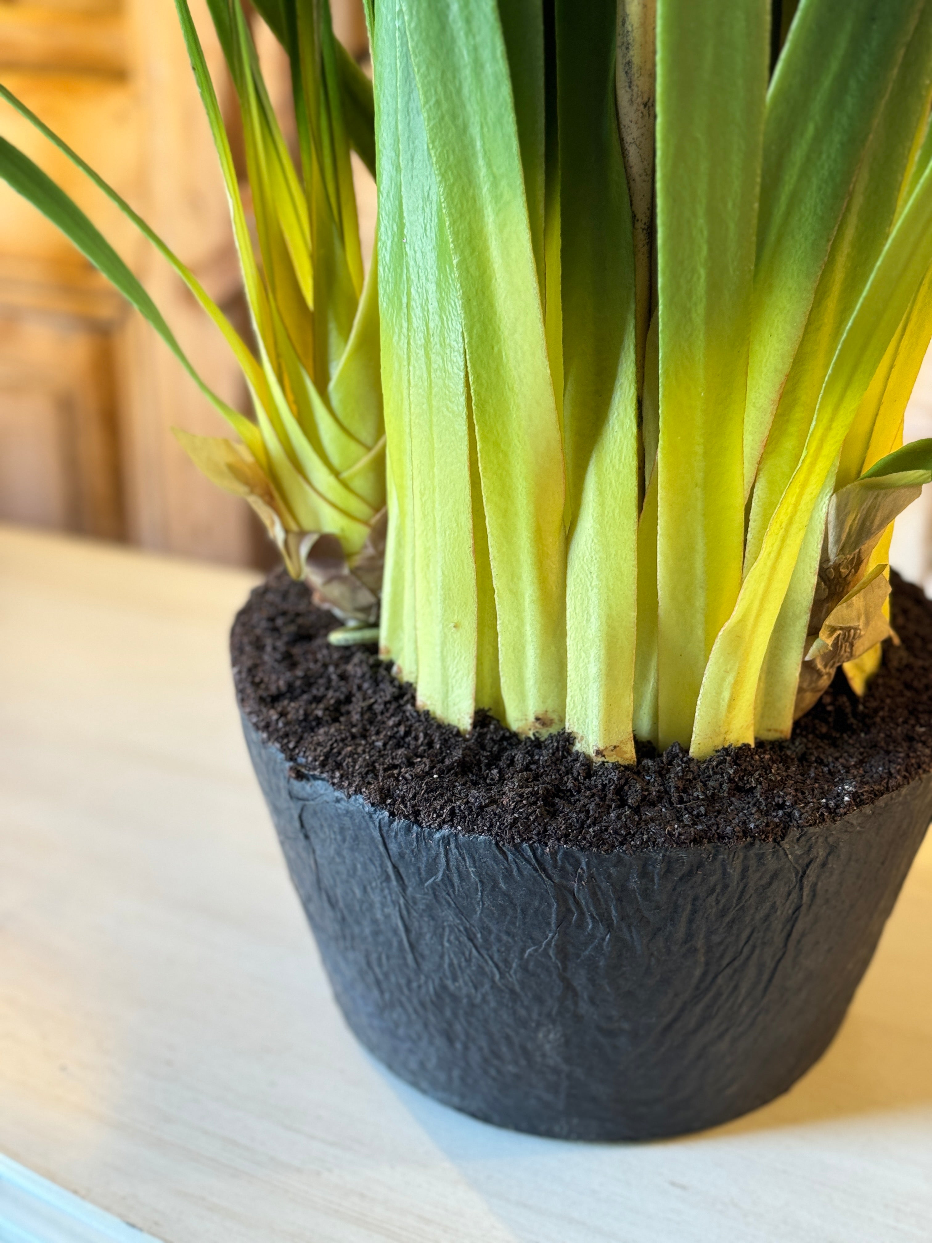 Giant Burgundy Cymbidium Orchid in Paper Pot