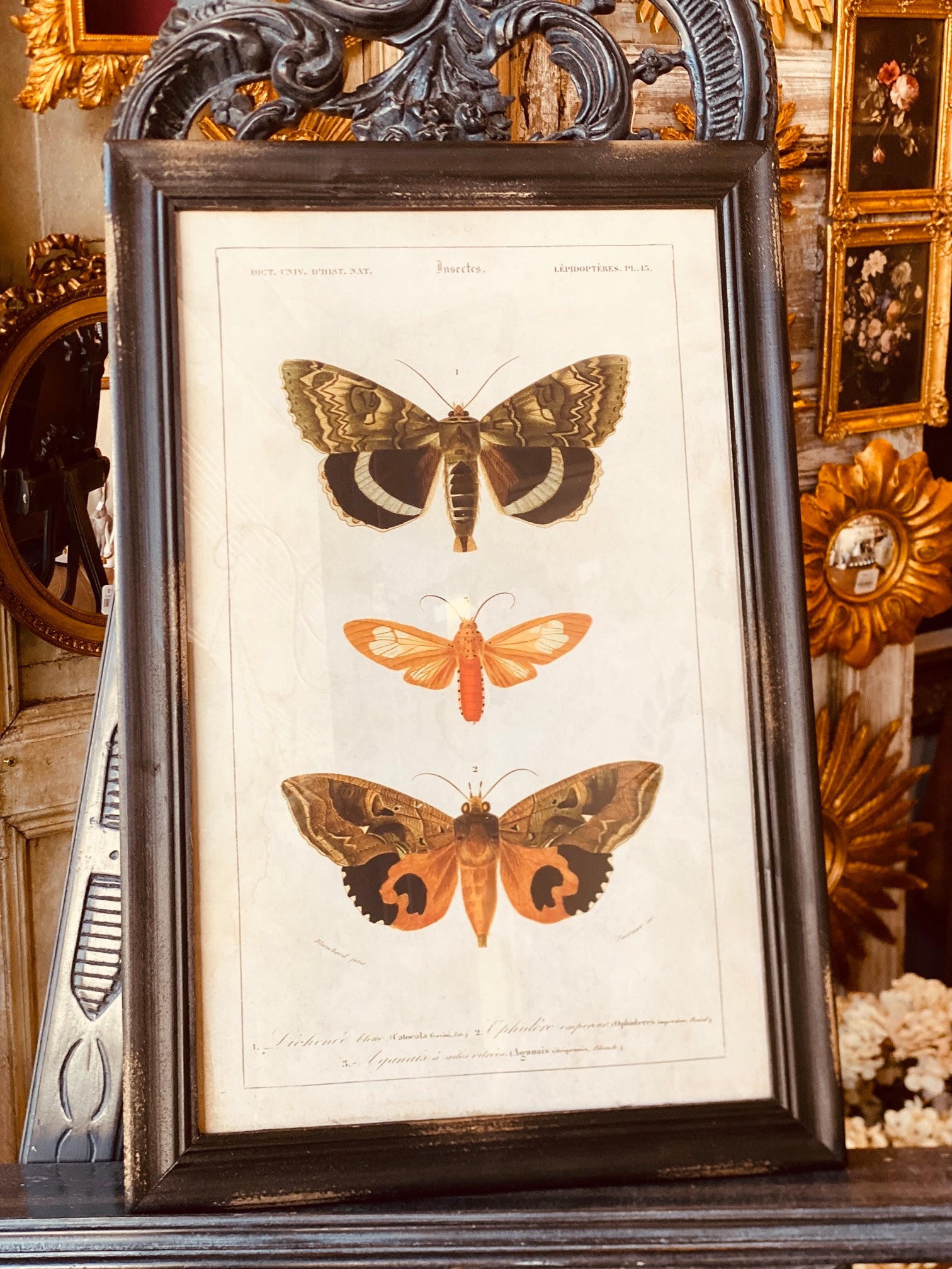 Framed Insect Specimen Prints