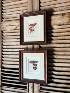 Pair of Original Mushroom Watercolour Framed Artworks