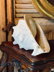 Large Queen Conch Shell