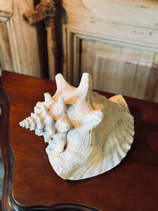 Queen Conch Shell