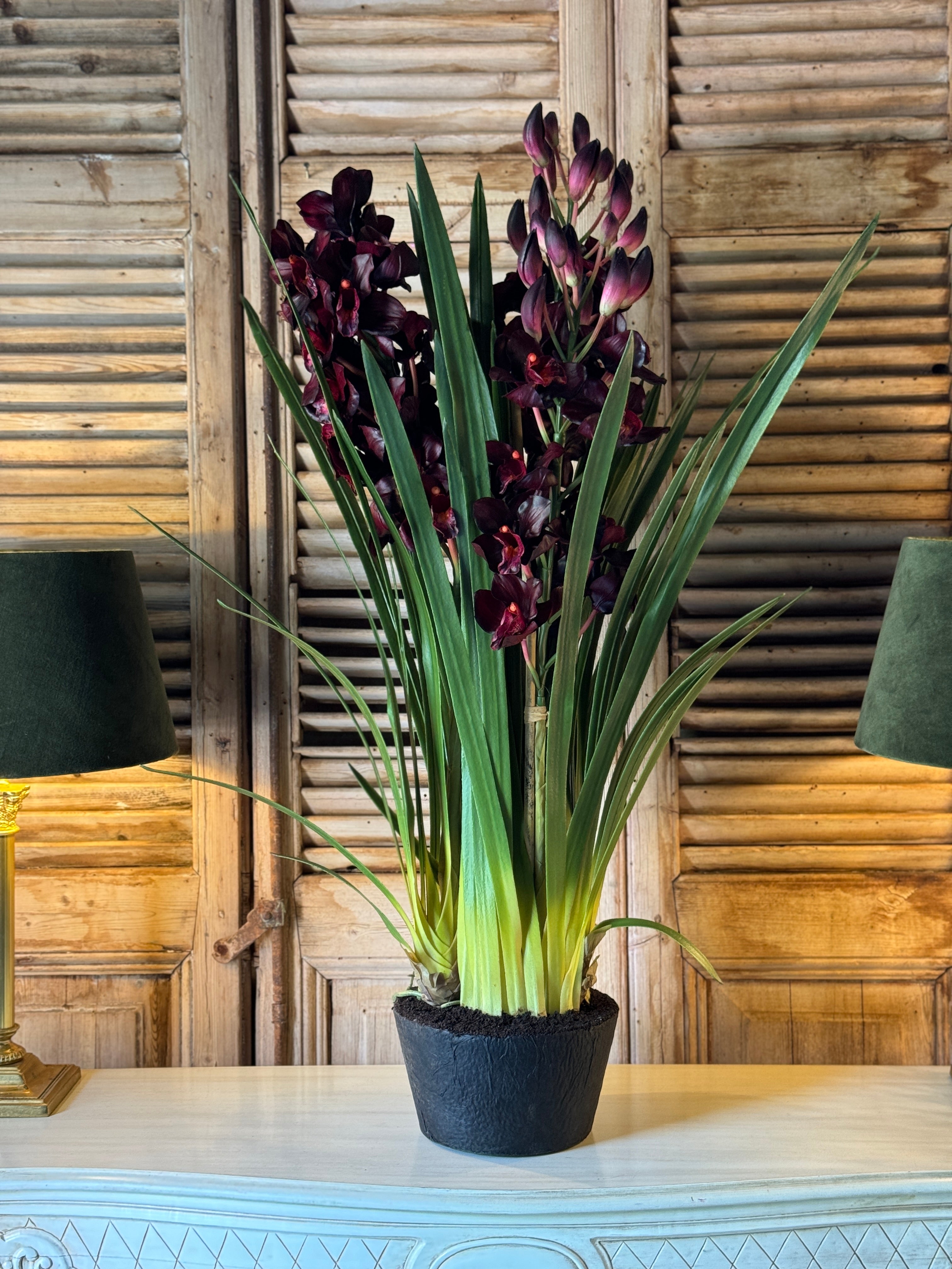 Giant Burgundy Cymbidium Orchid in Paper Pot