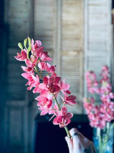 Dark Pink Cymbidium Orchid