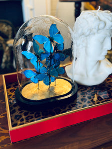 Faux Ulysses butterfly Cloche