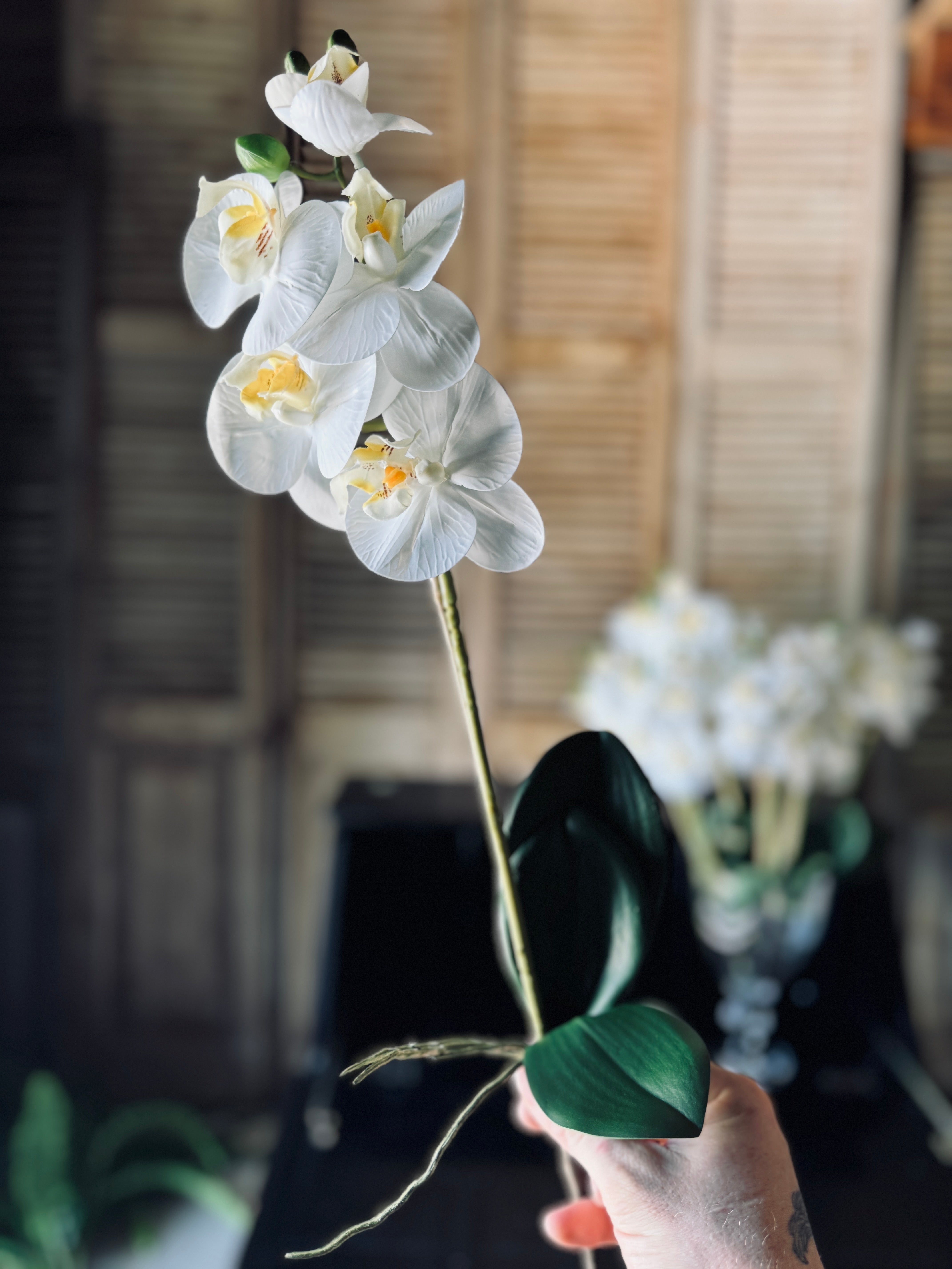 Phalaenopsis White Orchid with Leaves
