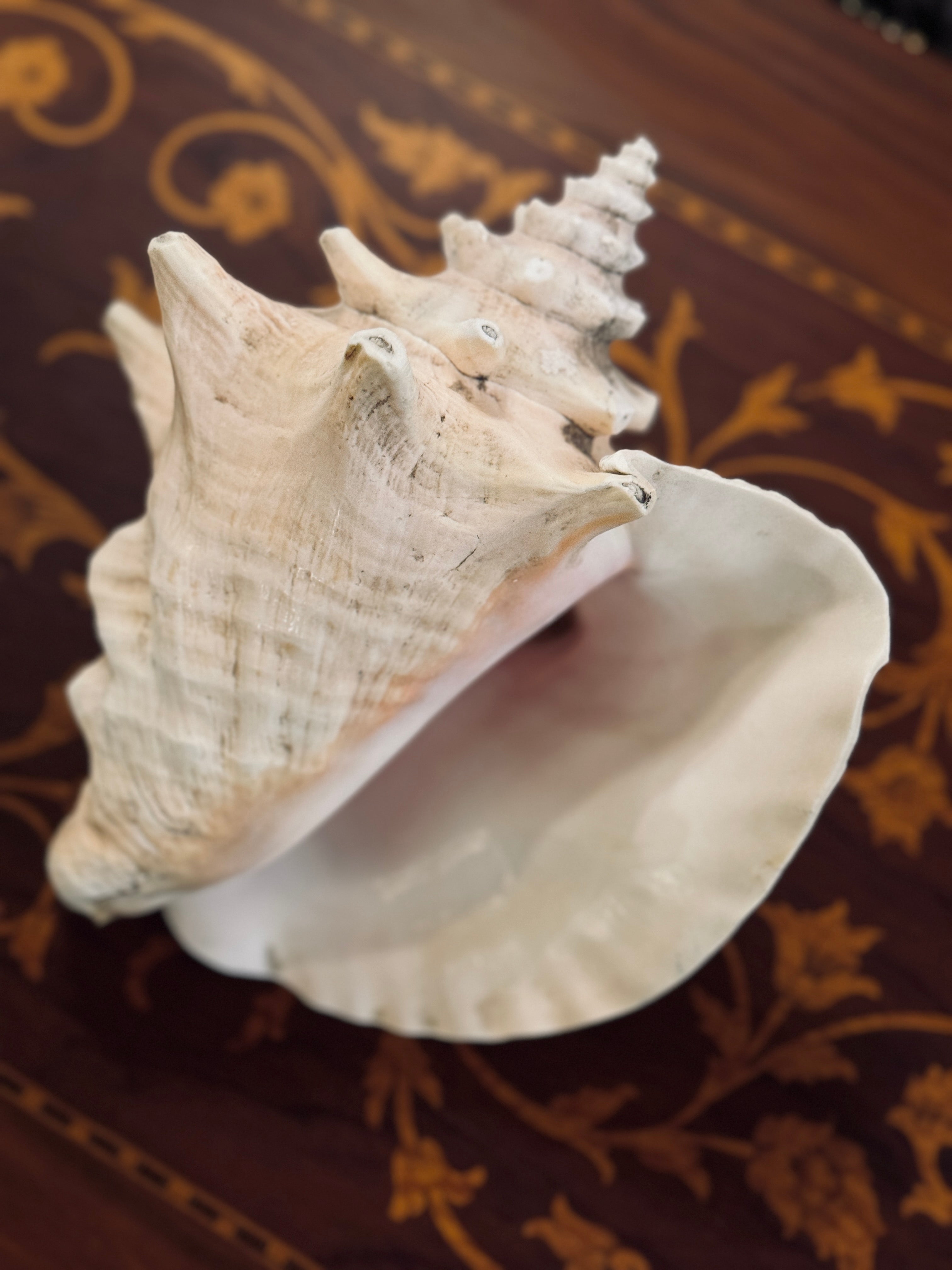 Queen Conch Shell