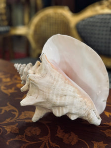 Queen Conch Shell