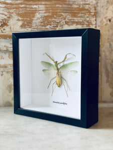 Framed Hierodula Patellifera Insects