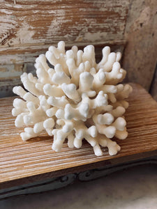 Coral & Shells