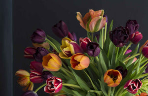 Tulips - Beautiful Varieties