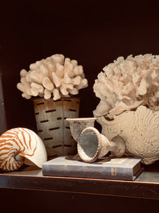 Coral & Shells