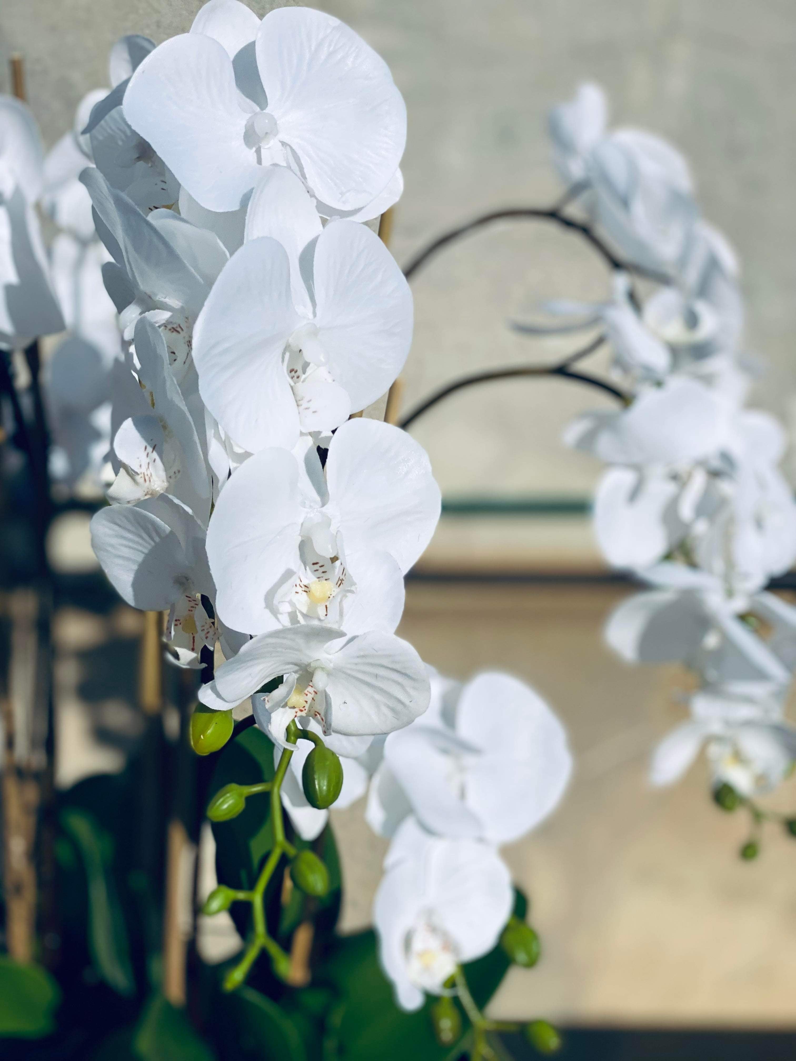 75cm Orchid in White Pot